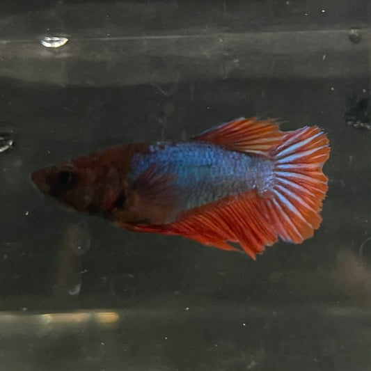 the-fish-farm Female Betta Female Betta - One Only - M Choose your own Female Betta at The Fish Farm Australia