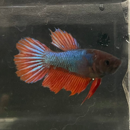 the-fish-farm Female Betta Female Betta - One Only - M Choose your own Female Betta at The Fish Farm Australia