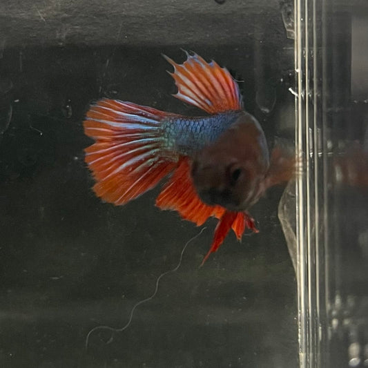 the-fish-farm Female Betta Female Betta - One Only - M Choose your own Female Betta at The Fish Farm Australia