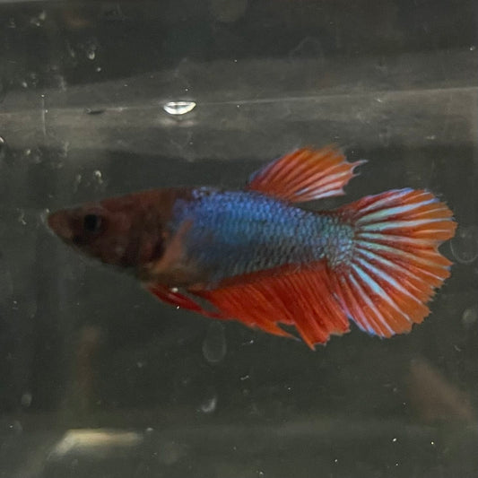 the-fish-farm Female Betta Female Betta - One Only - M Choose your own Female Betta at The Fish Farm Australia