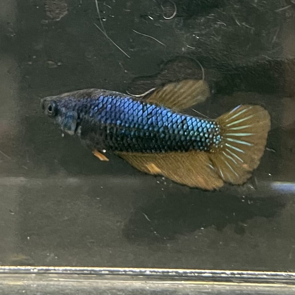 the-fish-farm Female Betta Female Betta - One Only - M Choose your own Female Betta at The Fish Farm Australia