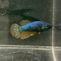 the-fish-farm Female Betta Female Betta - One Only - M Choose your own Female Betta at The Fish Farm Australia