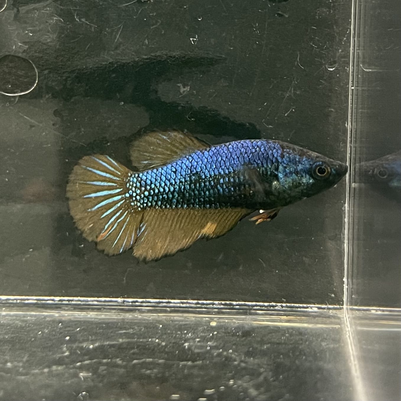 the-fish-farm Female Betta Female Betta - One Only - M Choose your own Female Betta at The Fish Farm Australia