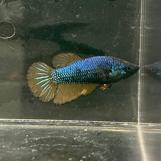 the-fish-farm Female Betta Female Betta - One Only - M Choose your own Female Betta at The Fish Farm Australia