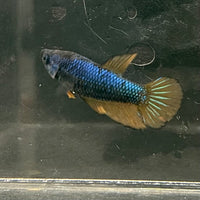 the-fish-farm Female Betta Female Betta - One Only - M Choose your own Female Betta at The Fish Farm Australia
