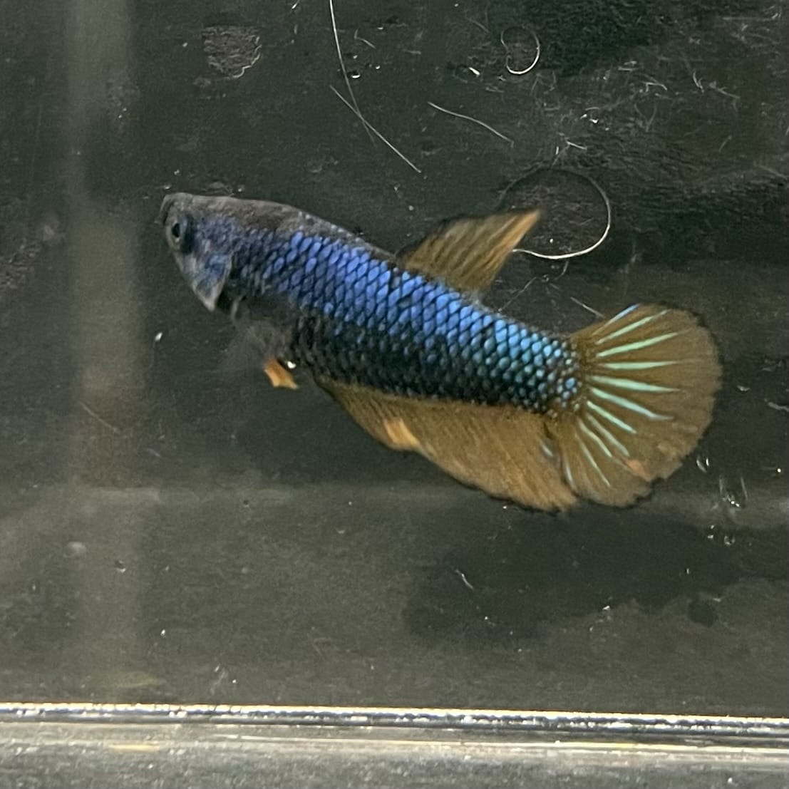 the-fish-farm Female Betta Female Betta - One Only - M Choose your own Female Betta at The Fish Farm Australia