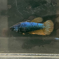 the-fish-farm Female Betta Female Betta - One Only - M Choose your own Female Betta at The Fish Farm Australia