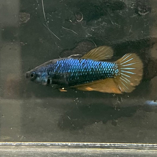 the-fish-farm Female Betta Female Betta - One Only - M Choose your own Female Betta at The Fish Farm Australia