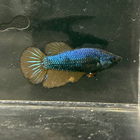 the-fish-farm Female Betta Female Betta - One Only - M Choose your own Female Betta at The Fish Farm Australia