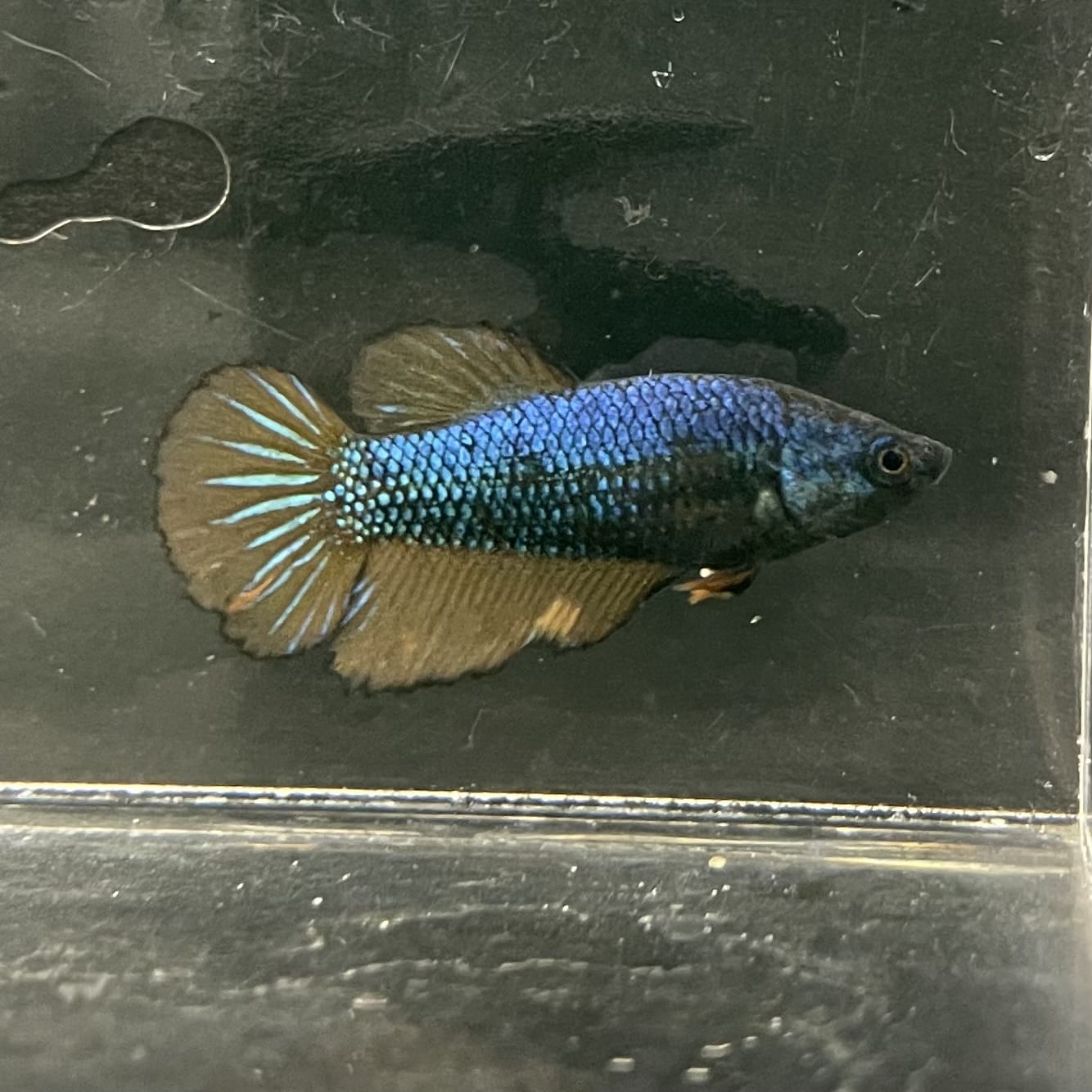 the-fish-farm Female Betta Female Betta - One Only - M Choose your own Female Betta at The Fish Farm Australia