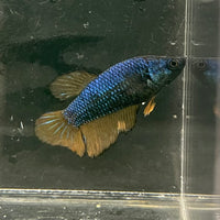 the-fish-farm Female Betta Female Betta - One Only - M Choose your own Female Betta at The Fish Farm Australia