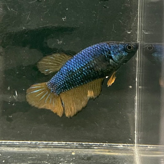 the-fish-farm Female Betta Female Betta - One Only - M Choose your own Female Betta at The Fish Farm Australia