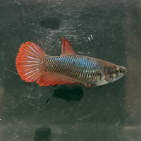 the-fish-farm Female Betta Female Betta - One Only - M Choose your own Female Betta at The Fish Farm Australia