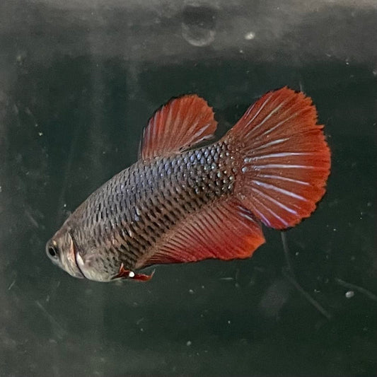 the-fish-farm Female Betta Female Betta - One Only - M Choose your own Female Betta at The Fish Farm Australia