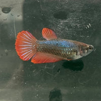 the-fish-farm Female Betta Female Betta - One Only - M Choose your own Female Betta at The Fish Farm Australia