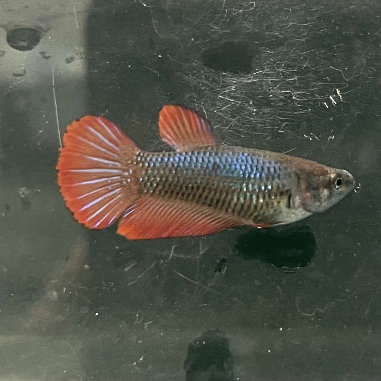 the-fish-farm Female Betta Female Betta - One Only - M Choose your own Female Betta at The Fish Farm Australia