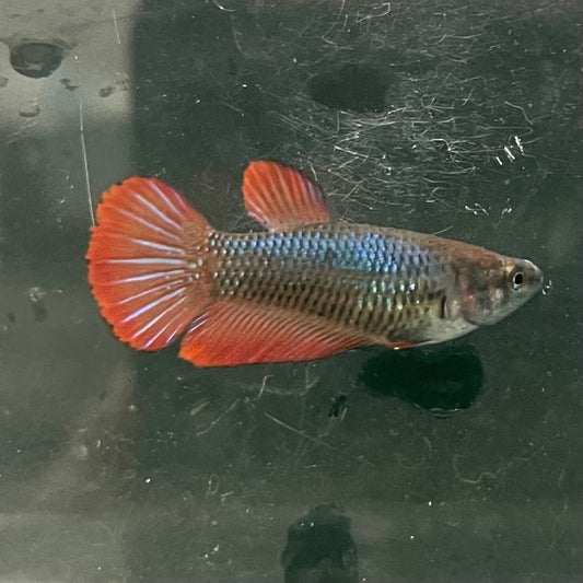 the-fish-farm Female Betta Female Betta - One Only - M Choose your own Female Betta at The Fish Farm Australia