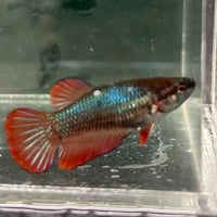 the-fish-farm Female Betta Female Betta - One Only - M Choose your own Female Betta at The Fish Farm Australia