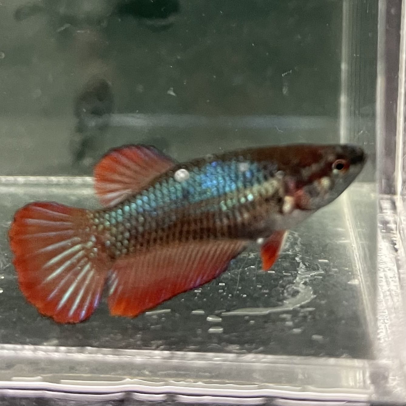 the-fish-farm Female Betta Female Betta - One Only - M Choose your own Female Betta at The Fish Farm Australia