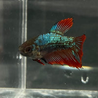 the-fish-farm Female Betta Female Betta - One Only - M Choose your own Female Betta at The Fish Farm Australia