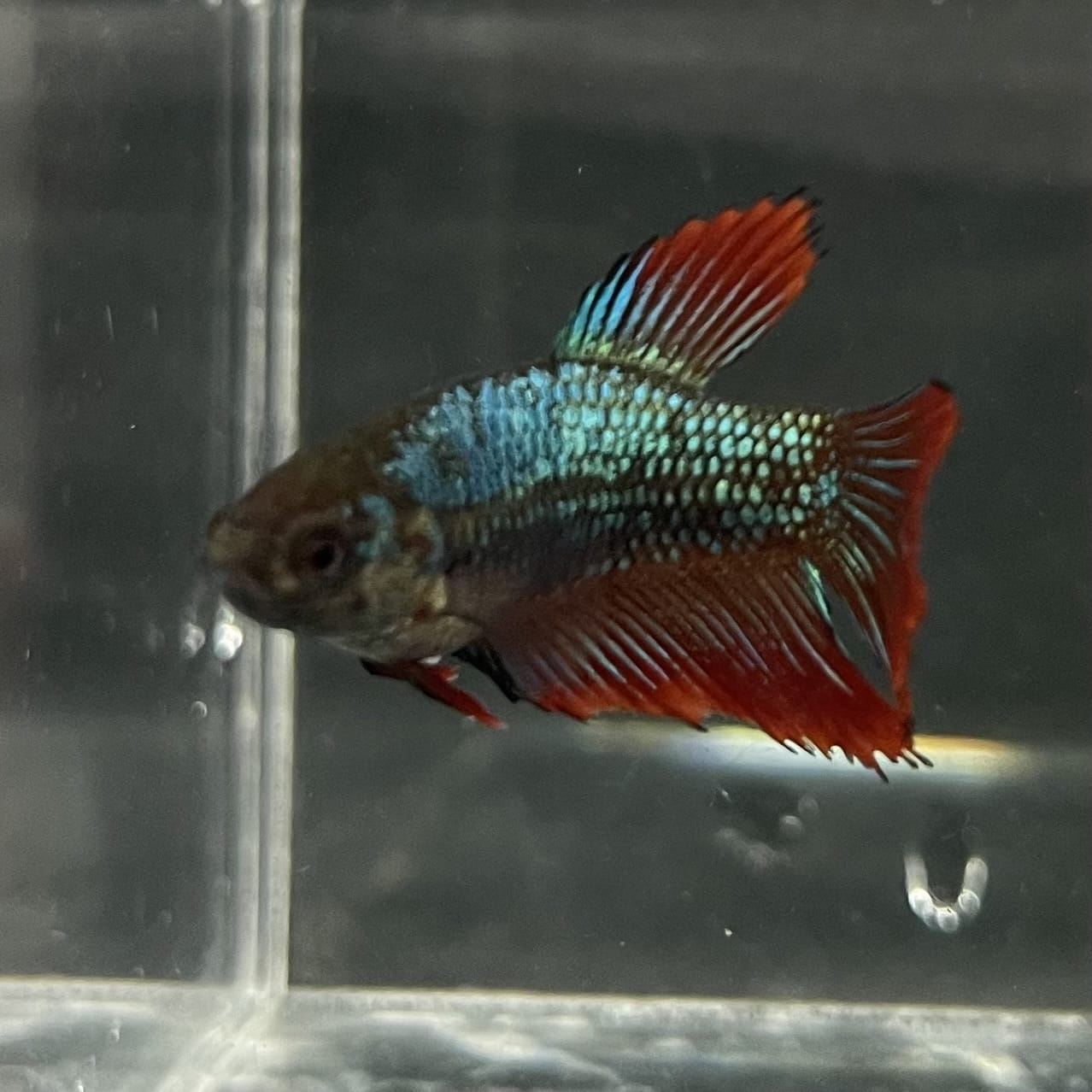 the-fish-farm Female Betta Female Betta - One Only - M Choose your own Female Betta at The Fish Farm Australia