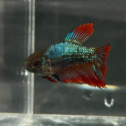 the-fish-farm Female Betta Female Betta - One Only - M Choose your own Female Betta at The Fish Farm Australia