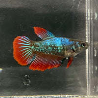the-fish-farm Female Betta Female Betta - One Only - M Choose your own Female Betta at The Fish Farm Australia