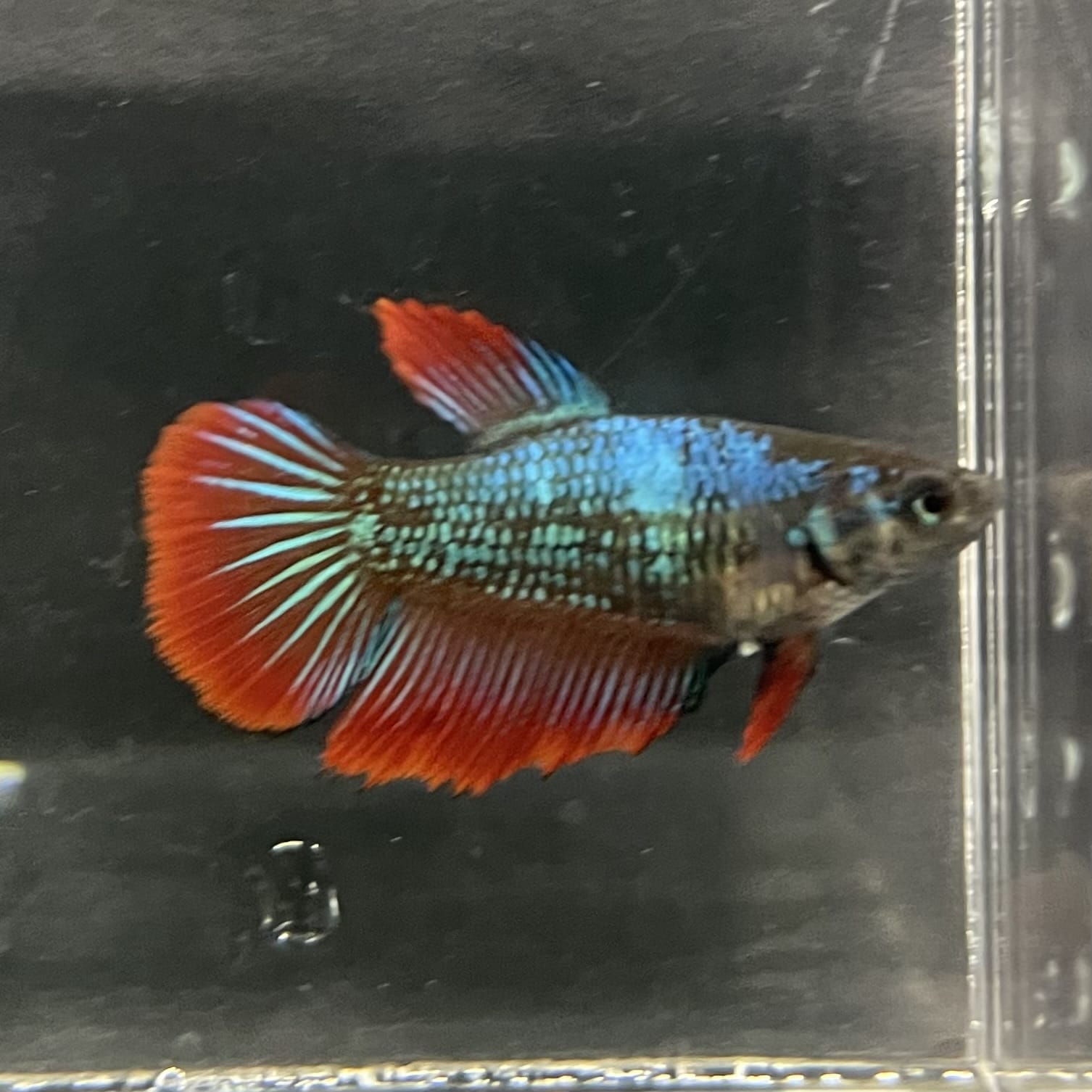 the-fish-farm Female Betta Female Betta - One Only - M Choose your own Female Betta at The Fish Farm Australia