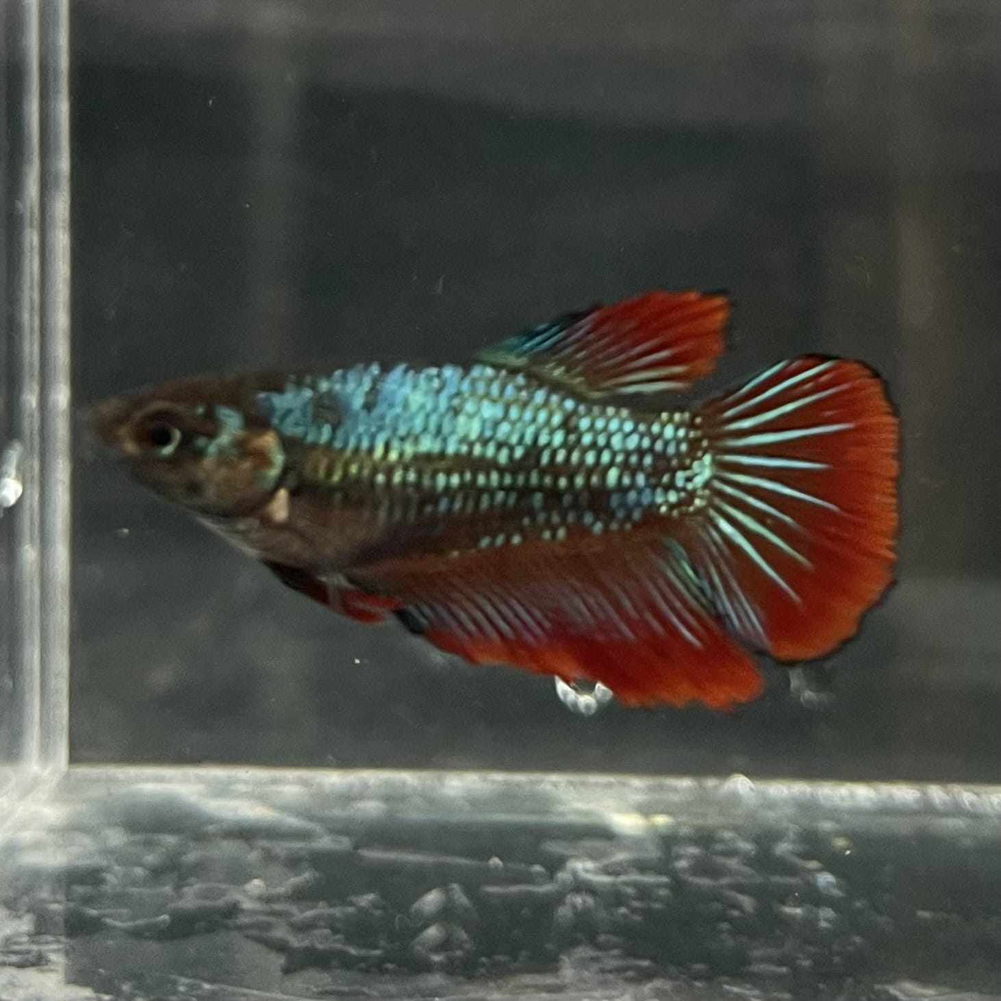 the-fish-farm Female Betta Female Betta - One Only - M Choose your own Female Betta at The Fish Farm Australia