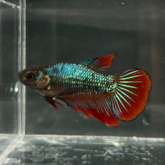 the-fish-farm Female Betta Female Betta - One Only - M Choose your own Female Betta at The Fish Farm Australia