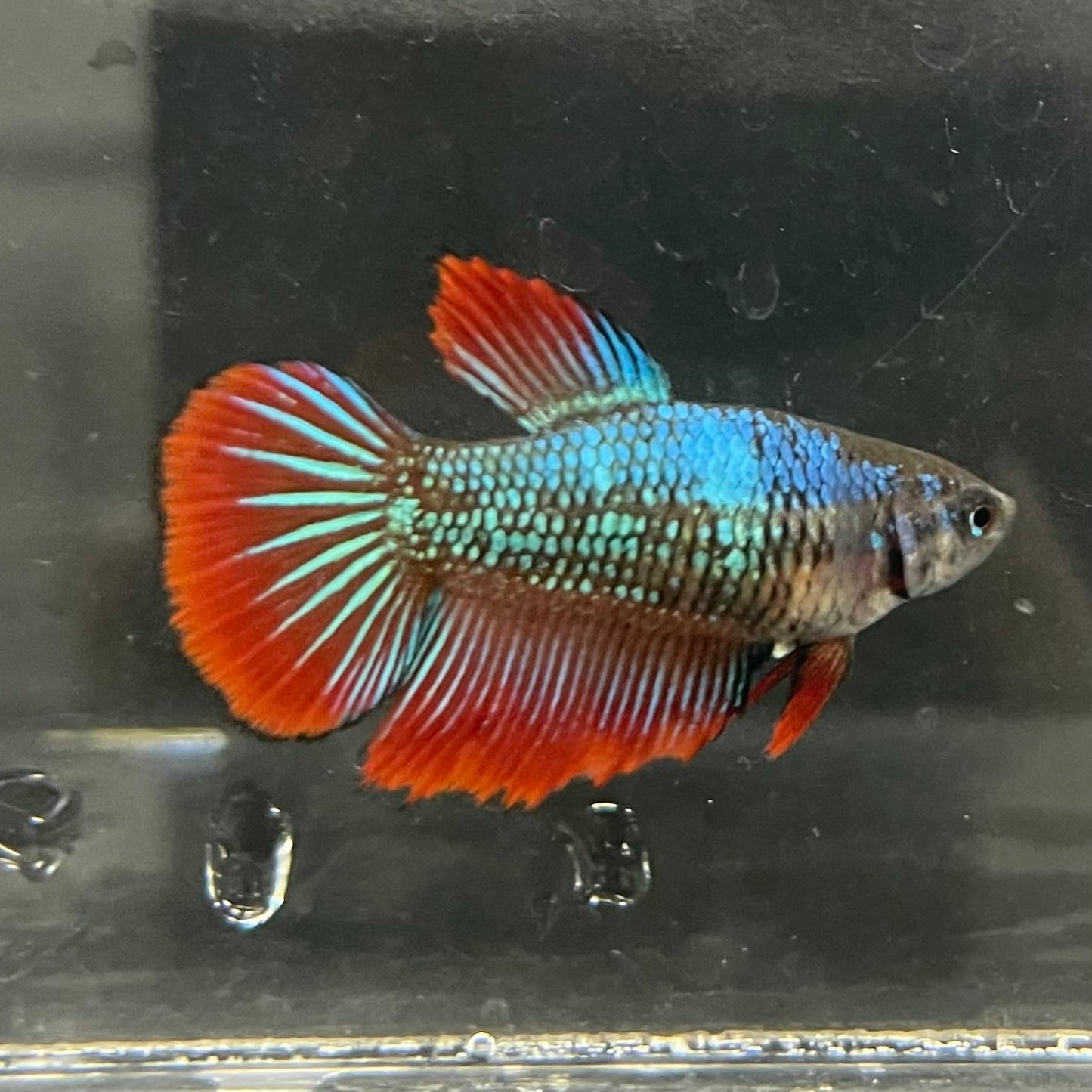 the-fish-farm Female Betta Female Betta - One Only - M Choose your own Female Betta at The Fish Farm Australia