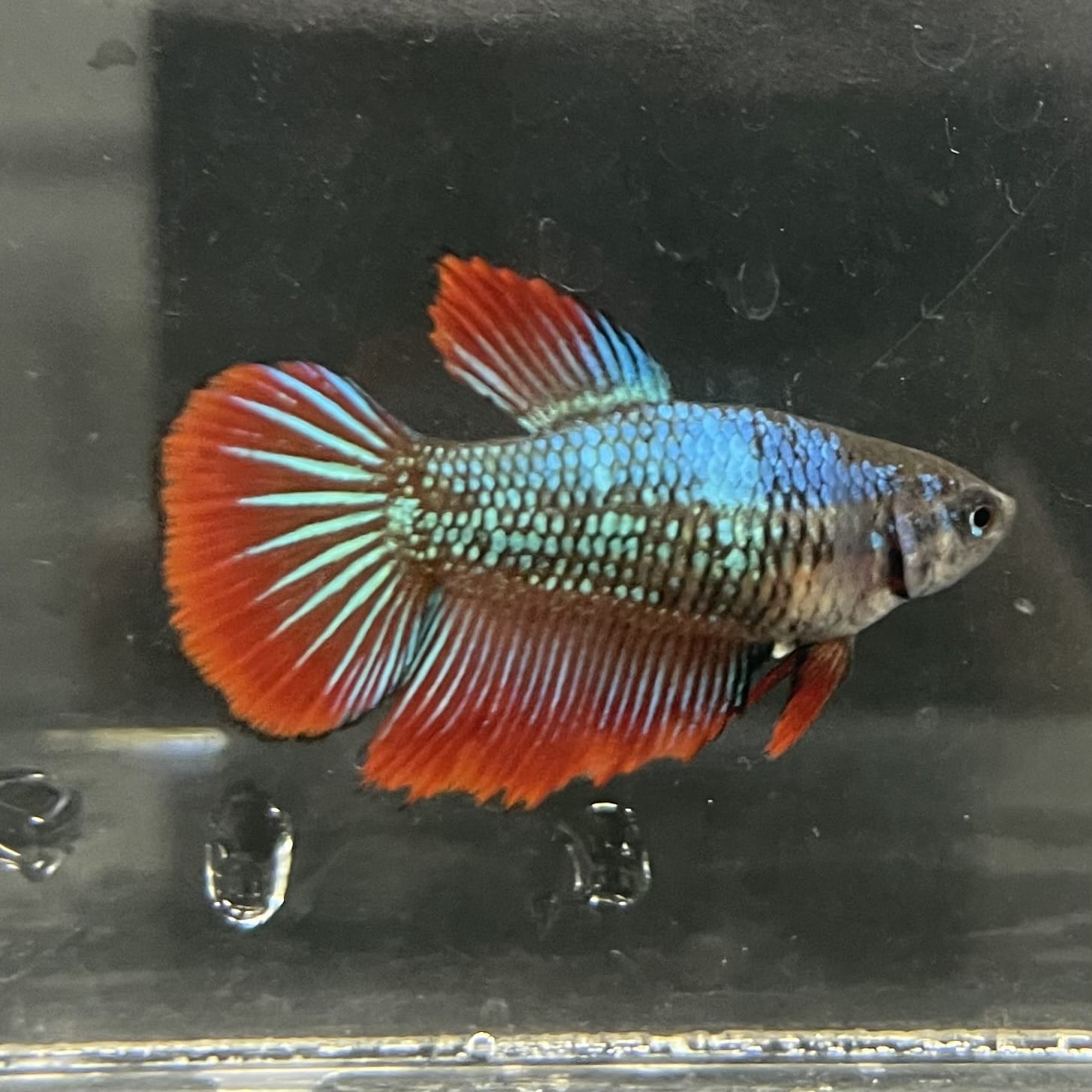 the-fish-farm Female Betta Female Betta - One Only - M Choose your own Female Betta at The Fish Farm Australia