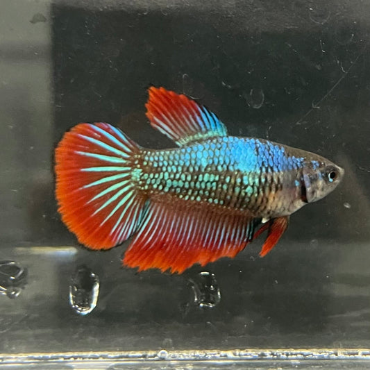 the-fish-farm Female Betta Female Betta - One Only - M Choose your own Female Betta at The Fish Farm Australia