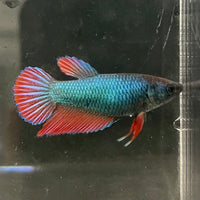 the-fish-farm Female Betta Female Betta - One Only - M Choose your own Female Betta at The Fish Farm Australia