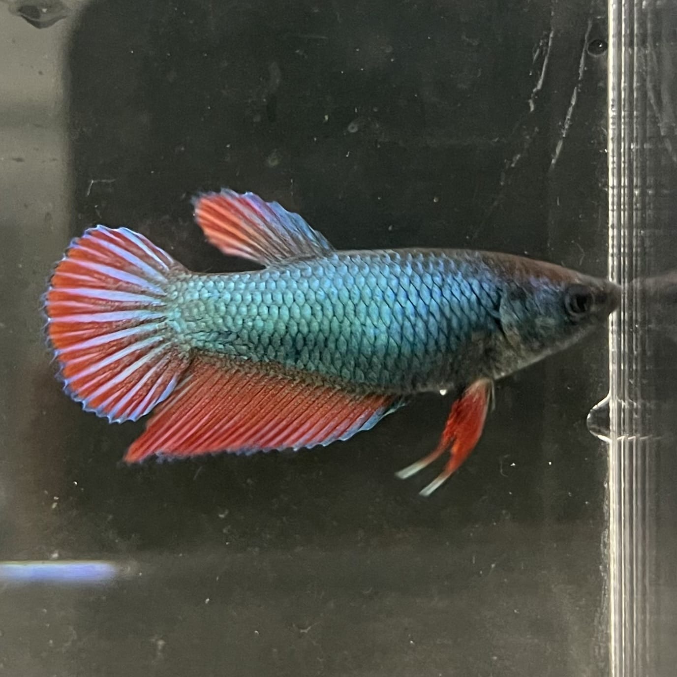 the-fish-farm Female Betta Female Betta - One Only - M Choose your own Female Betta at The Fish Farm Australia