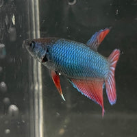 the-fish-farm Female Betta Female Betta - One Only - M Choose your own Female Betta at The Fish Farm Australia