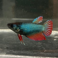 the-fish-farm Female Betta Female Betta - One Only - M Choose your own Female Betta at The Fish Farm Australia