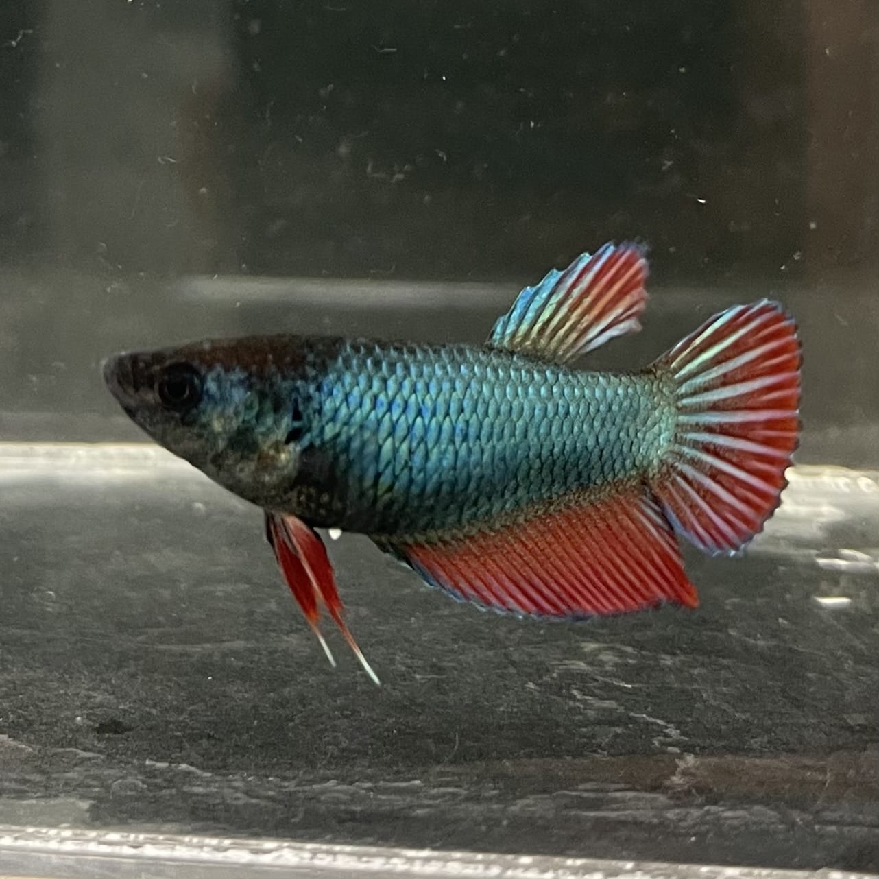 the-fish-farm Female Betta Female Betta - One Only - M Choose your own Female Betta at The Fish Farm Australia