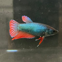 the-fish-farm Female Betta Female Betta - One Only - M Choose your own Female Betta at The Fish Farm Australia