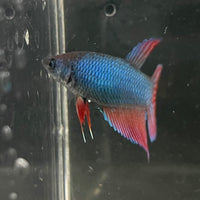 the-fish-farm Female Betta Female Betta - One Only - M Choose your own Female Betta at The Fish Farm Australia