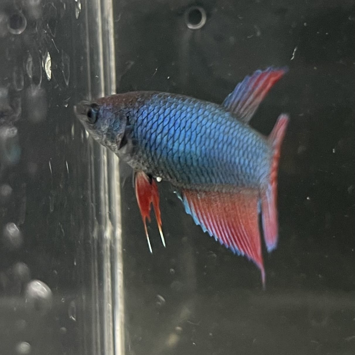 the-fish-farm Female Betta Female Betta - One Only - M Choose your own Female Betta at The Fish Farm Australia