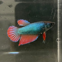 the-fish-farm Female Betta Female Betta - One Only - M Choose your own Female Betta at The Fish Farm Australia