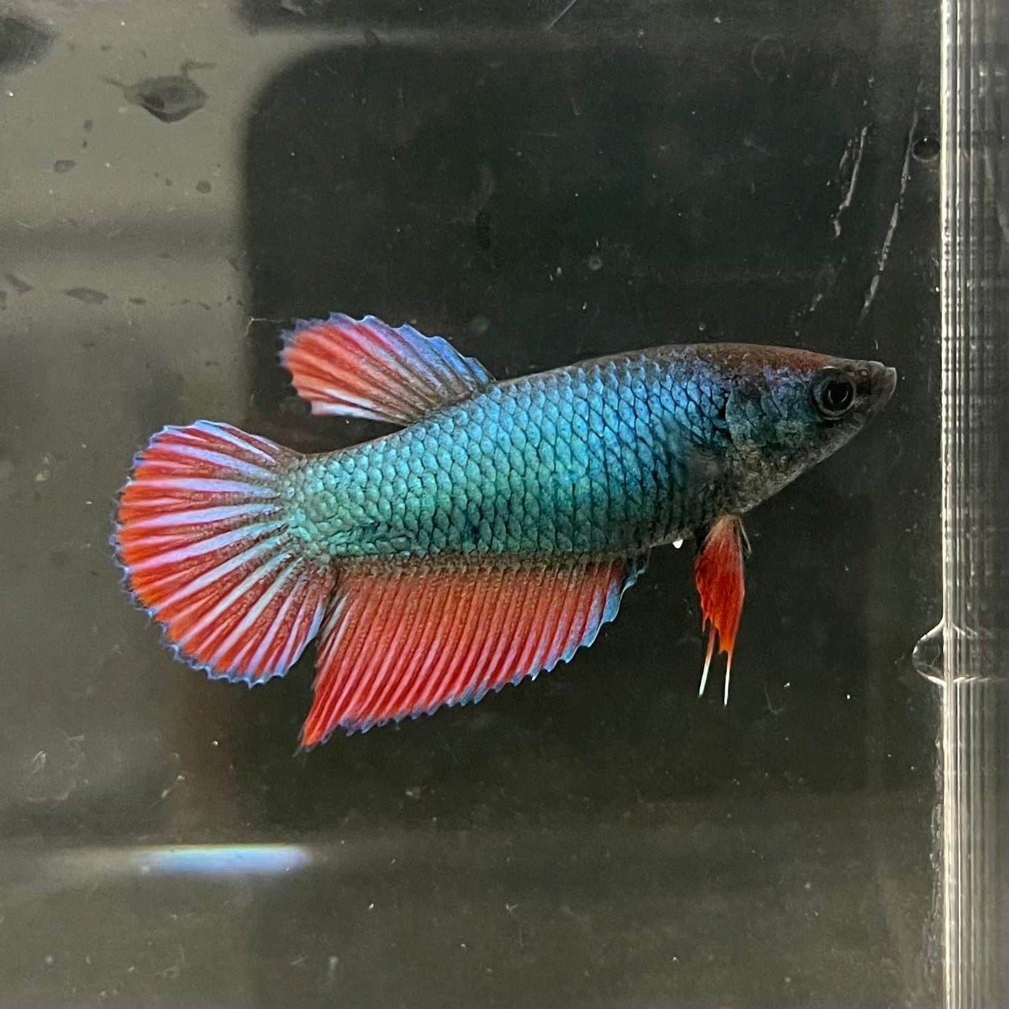 the-fish-farm Female Betta Female Betta - One Only - M Choose your own Female Betta at The Fish Farm Australia