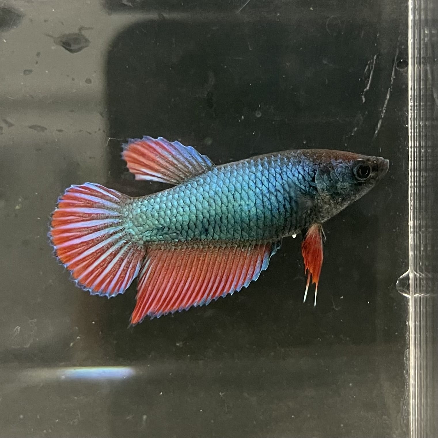 the-fish-farm Female Betta Female Betta - One Only - M Choose your own Female Betta at The Fish Farm Australia