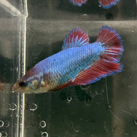 the-fish-farm Female Betta Female Betta - One Only - M Choose your own Female Betta at The Fish Farm Australia