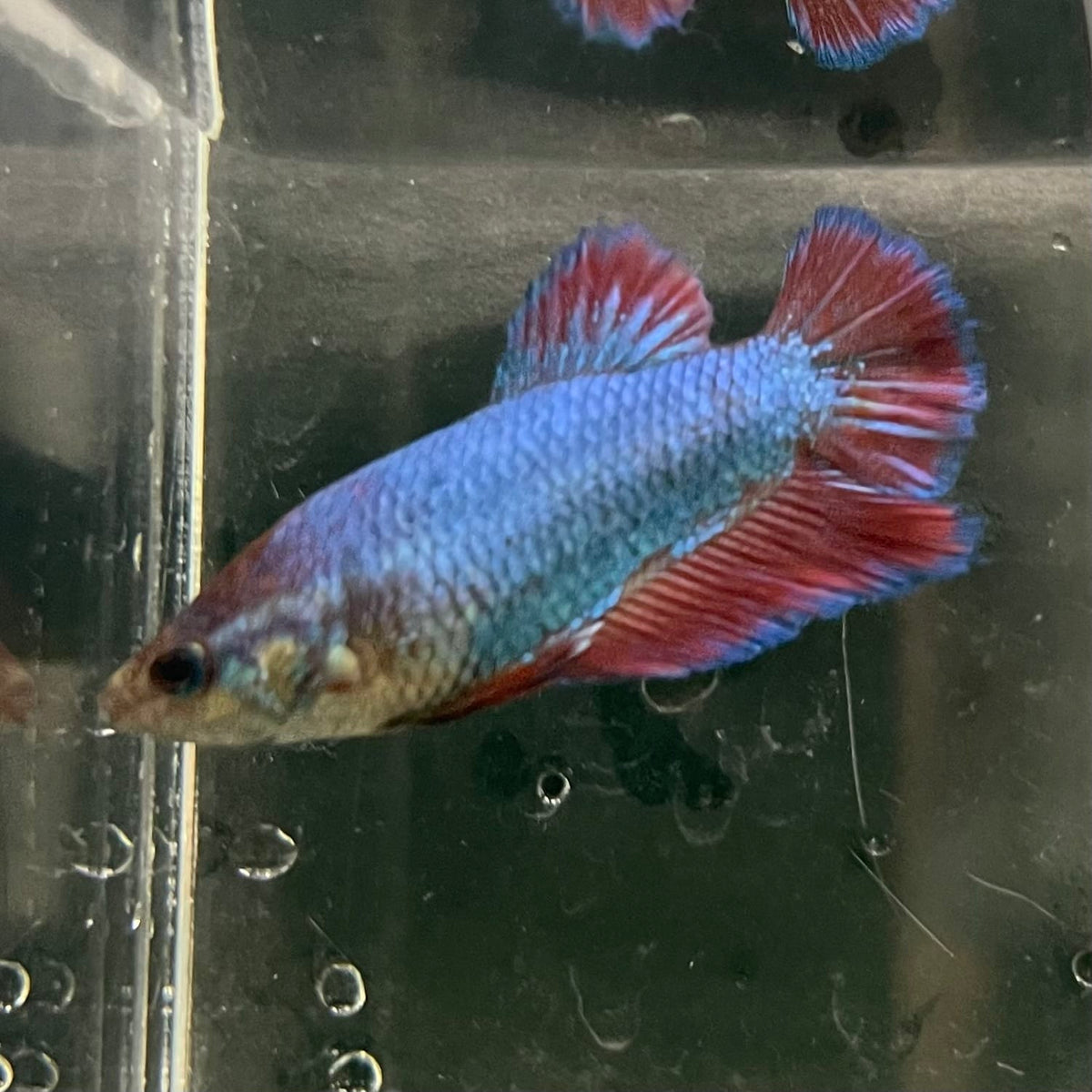 the-fish-farm Female Betta Female Betta - One Only - M Choose your own Female Betta at The Fish Farm Australia