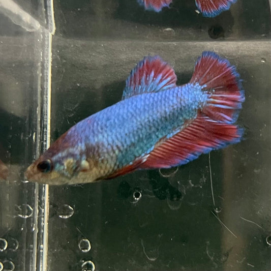 the-fish-farm Female Betta Female Betta - One Only - M Choose your own Female Betta at The Fish Farm Australia