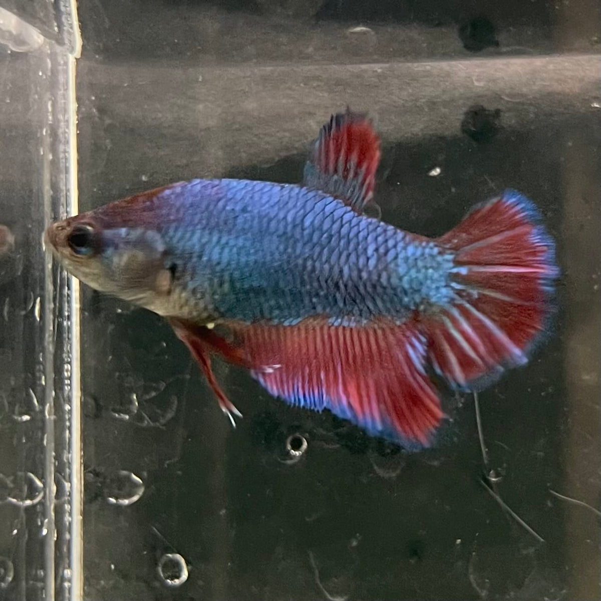 the-fish-farm Female Betta Female Betta - One Only - M Choose your own Female Betta at The Fish Farm Australia