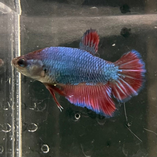 the-fish-farm Female Betta Female Betta - One Only - M Choose your own Female Betta at The Fish Farm Australia