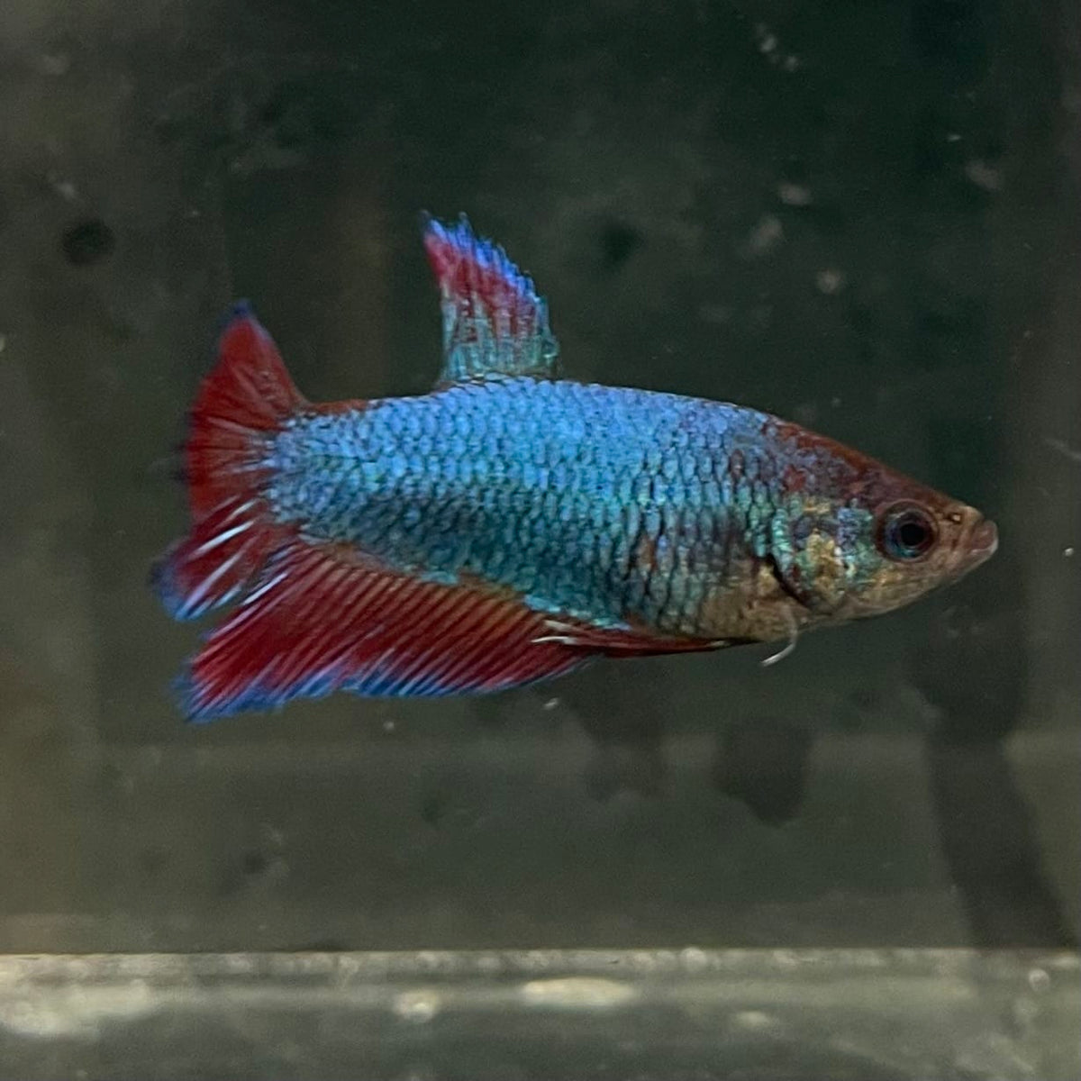 the-fish-farm Female Betta Female Betta - One Only - M Choose your own Female Betta at The Fish Farm Australia